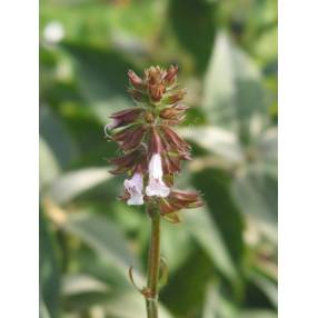 Fleurs blanc lavande de Salvia lyrata ‘Purple Knockout’