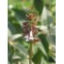 Fleurs blanc lavande de Salvia lyrata ‘Purple Knockout’