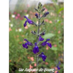 Sauge arbustive violette - Salvia lycioides