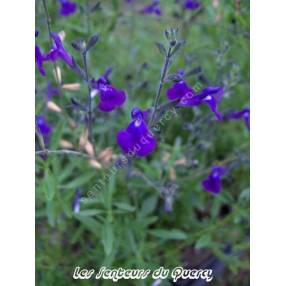 touffe de Sauge arbustive violette - Salvia lycioides