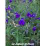 touffe de Sauge arbustive violette - Salvia lycioides