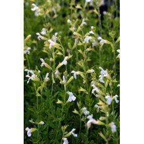 Sauge de Gregg blanche - Salvia greggii 'Alba'