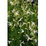 Sauge de Gregg blanche - Salvia greggii 'Alba'