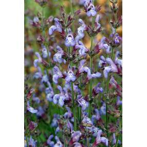 Salvia lavandulifolia 'Roquefure' - Sauge à feuille de lavande