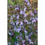 Salvia lavandulifolia 'Roquefure' - Sauge à feuille de lavande