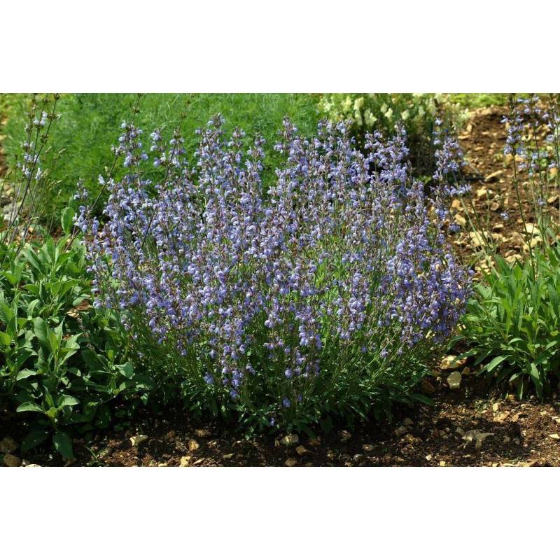 Salvia lavandulifolia 'Roquefure' Sauge à feuille de lavande grise