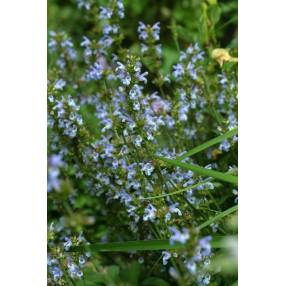 Salvia lavandulifolia subsp. pyrenaeorum - Sauge à feuille de lavande
