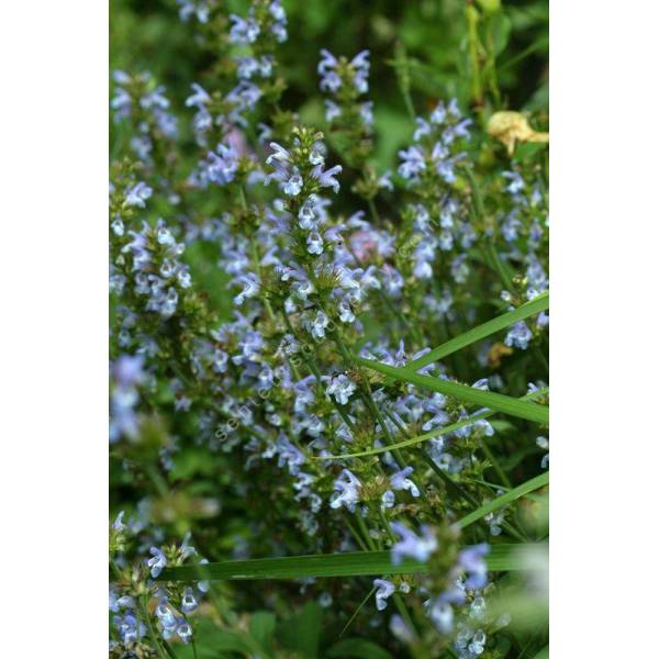 Salvia lavandulifolia subsp. pyrenaeorum - Sauge à feuille de lavande Salvia lavandulifolia subsp. pyrenaeorum - Sauge à feuille de lavande