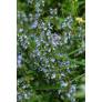 Salvia lavandulifolia subsp. pyrenaeorum - Sauge à feuille de lavande