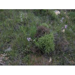 Salvia lavandulifolia subsp. pyrenaeorum - Sauge à feuille de lavande