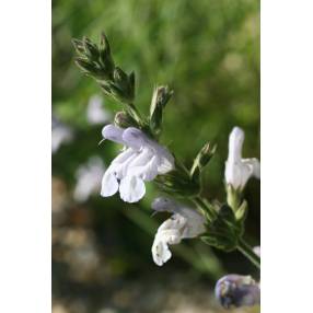 Salvia lavandulifolia subsp. blancoana - Sauge à feuille de lavande