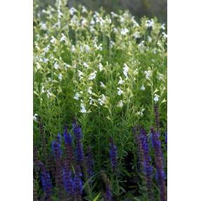 touffe de Salvia greggii 'Alba' - Sauge de Gregg blanche