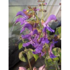 touffe de Salvia milthiorrhiza - Sauge Chinoise