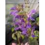 touffe de Salvia milthiorrhiza - Sauge Chinoise