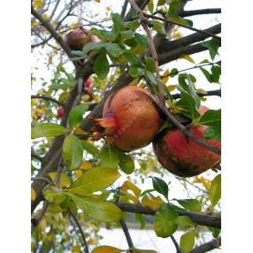 Punica granatum 'Provence' - Grenadier à fruit