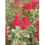touffe de Salvia greggii 'Desert Blaze' - Sauge de Gregg panachée