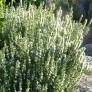 Hyssopus officinalis 'Albus', Hysope à fleur blanche