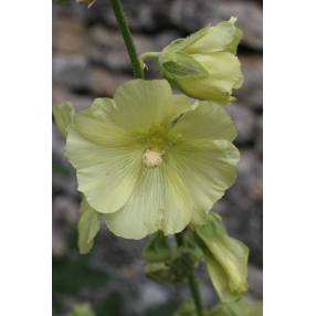 Alcea rugosa, Rose trémière