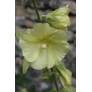 Alcea rugosa, Rose trémière