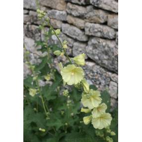 Alcea rugosa, Rose trémière