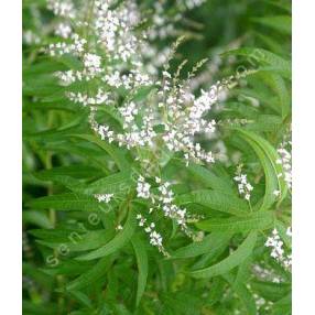 Aloysia citriodora - Verveine citronnelle