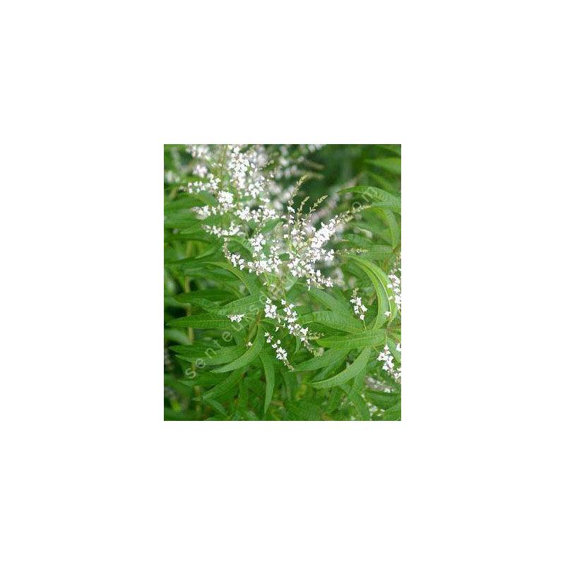 Aloysia citriodora - Verveine citronnelle