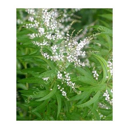 Aloysia citriodora - Verveine citronnelle