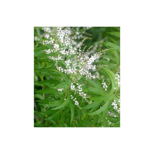 Aloysia citriodora - Verveine citronnelle