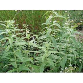 Aloysia citriodora - Verveine citronnelle