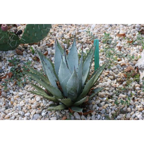 Agave parryi - Agave de Parry Agave parryi - Agave de Parry