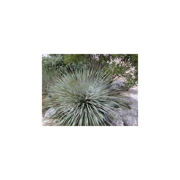 Dasylirion wheeleri - Dasylire de Wheeler Dasylirion wheeleri - Dasylire de Wheeler
