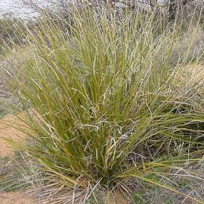 Nolina microcarpa, Herbe des ours