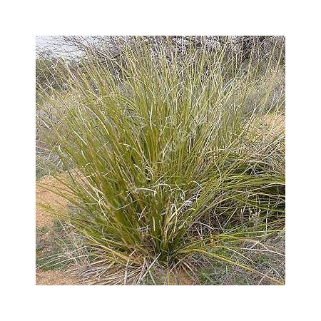 Nolina microcarpa, Herbe des ours