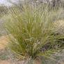 Nolina microcarpa, Herbe des ours