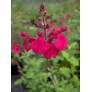 fleur de Sauge arbustive framboise 'Rapsberry Royale'