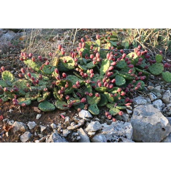 Opuntia humifusa - Oponce Opuntia humifusa - Oponce