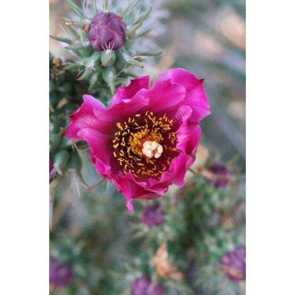 Opuntia imbricata - Oponce - Tree cholla Opuntia imbricata - Oponce - Tree cholla