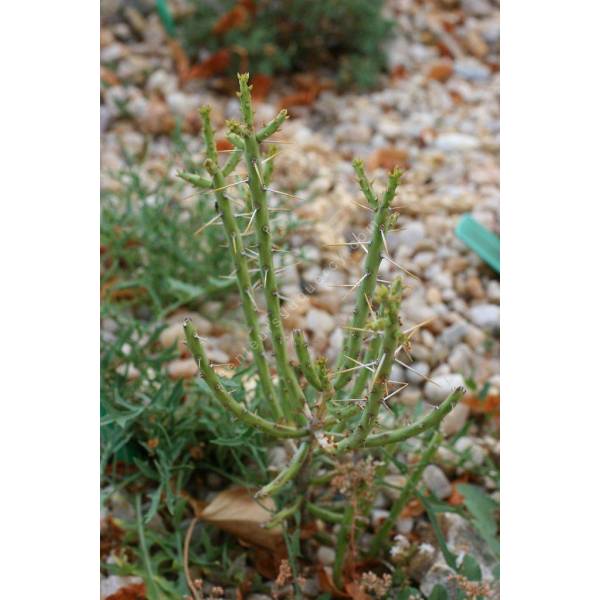 Opuntia leptocaulis - Oponce Opuntia leptocaulis - Oponce