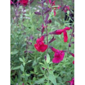 Sauge arbustive framboise - Salvia 'Rapsberry Royale'