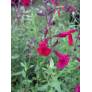 Sauge arbustive framboise - Salvia 'Rapsberry Royale'