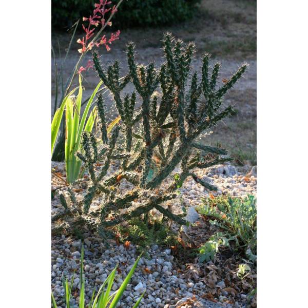 Opuntia spinosior - Oponce Opuntia spinosior - Oponce