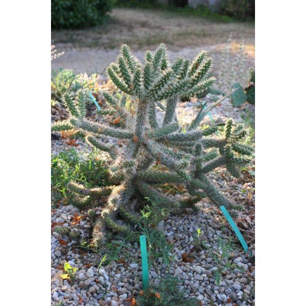 Opuntia versicolor - Oponce Opuntia versicolor - Oponce