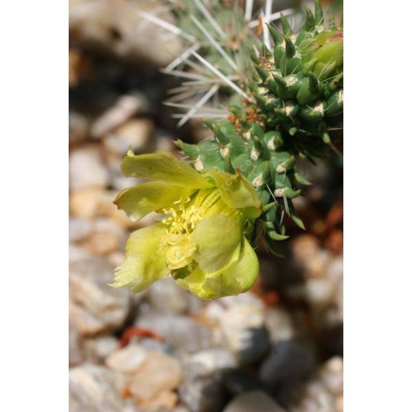 Opuntia whipplei - Oponce