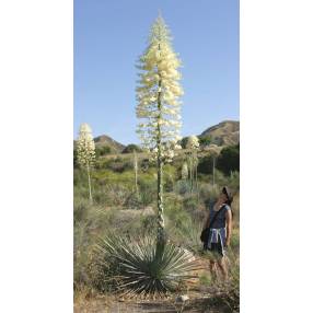 Yucca whipplei | Yucca du chaparral