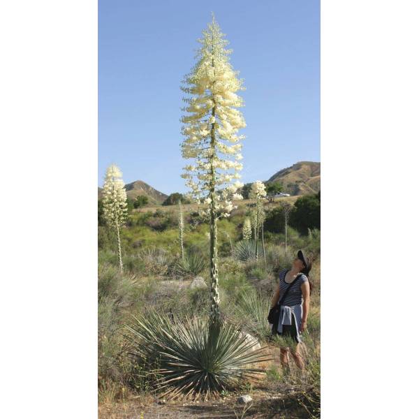 Yucca whipplei Yucca whipplei