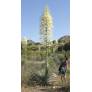 Yucca whipplei | Yucca du chaparral
