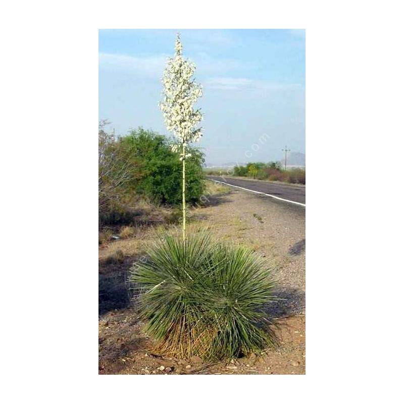 Yucca elata - Arbre à savon