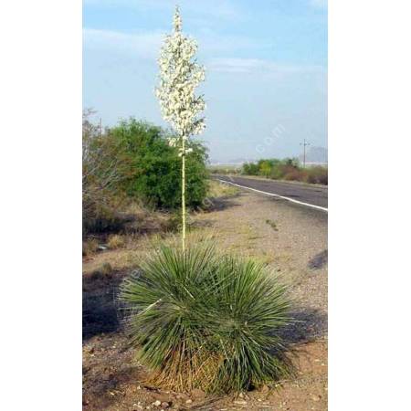 Yucca elata - Arbre à savon