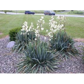 Touffe de Yucca filamentosa