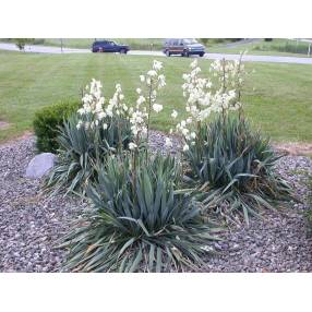 Yucca filamentosa